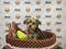 Click to view classifieds VETXPBOY