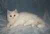 White male Kitten $500