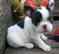 Click to view classifieds VCXOTDDC