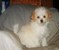 Click to view classifieds OESLXOPP