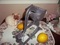 Click to view classifieds LVLOOLHO