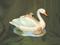 Click to view classifieds SHNPLUEX