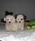 Click to view classifieds XMJNOWPE