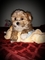 Click to view classifieds FRBLPMFN