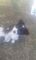 Click to view classifieds FAPSZERK