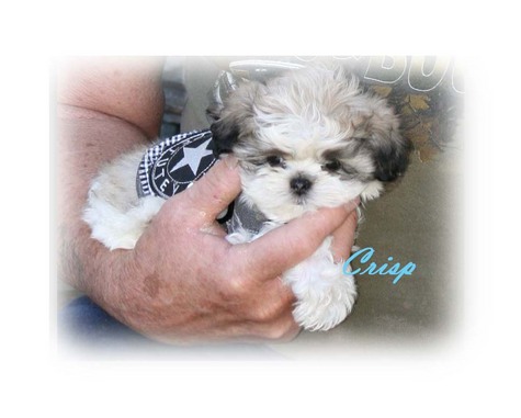 Malshi puppies for sale