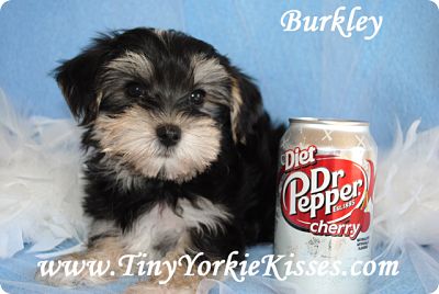 Morkie Puppy for Sale Tiny Yorkie Kisses