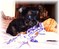 Click to view classifieds SSPSHOQE