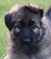 Click to view classifieds LLCAYOTC
