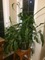 Click to view classifieds HMRLSABR