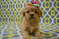 Click to view classifieds DAVLPDAA