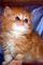 Click to view classifieds EAZOGRKC