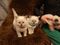 Click to view classifieds KSJTXZEM