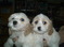 Click to view classifieds BXEOAHNK