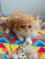 Click to view classifieds TROYSZHH