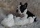 Click to view classifieds YYJSOCPX