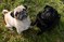 Click to view classifieds RSVPFRCG