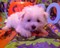 Click to view classifieds MTMZRKSR