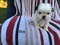 Click to view classifieds FCGZPOMS