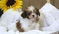 Click to view classifieds AHVSBTXD