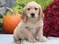 Click to view classifieds KSVFRLRO