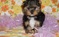Click to view classifieds YRDDDZBO
