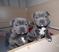Click to view classifieds PZAOXWXV