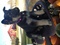 Click to view classifieds CACWFTVS