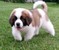 Click to view classifieds OPPULOFW