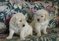 Click to view classifieds TZBZRYBT