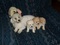 Click to view classifieds GGPANBDR