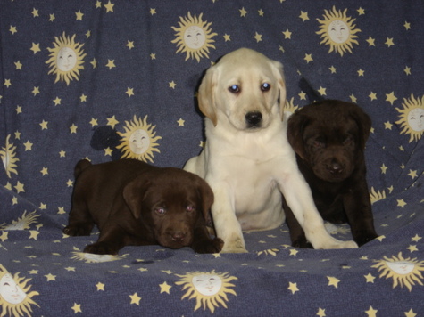 M/F CHOCOLATE AND YELLOW LAB PUPPIES FOR SALE $780 EACH. 8-9 WEEKS OLD.