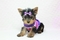 Click to view classifieds YVCUPHOW
