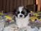 Click to view classifieds XWGRZCBD