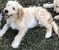 Click to view classifieds GDZHBNPB