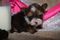 Click to view classifieds NSWABMTF