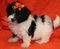 Click to view classifieds OGNQBKET