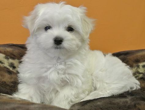 Shiloh