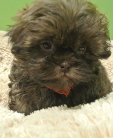 Coco