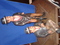 Click to view classifieds NYZUTFNF