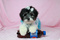 Click to view classifieds STOLYDTF