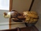 Click to view classifieds CZQACAKK