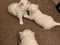 Click to view classifieds SRDKDBMC