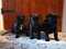Click to view classifieds XMUZWQXL