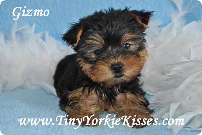 yorkie breeders in northern california yorkie puppies for sale in northern california 707 720 9042 for sale 900 00 yorkie breeders in northern california yorkie puppies for sale in northern california 707 720 9042 for sale 900 00