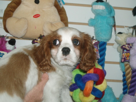 Male Cavalier King Charles