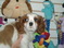 Click to view classifieds FGAKKBPF