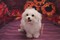 Click to view classifieds ZXLOKTFS