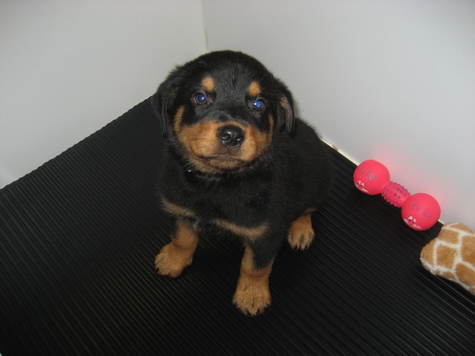 puppies for sale on island rottweiler puppies for sale island new york breeds picture puppies for sale on island rottweiler puppies for sale island new york breeds picture