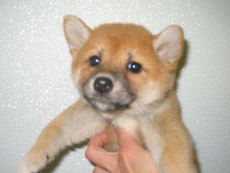 puppy and kittens pictures. Shiba puppies